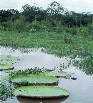 הנימפאה הענקית -Amazonian giant water-lily אקווה גן 