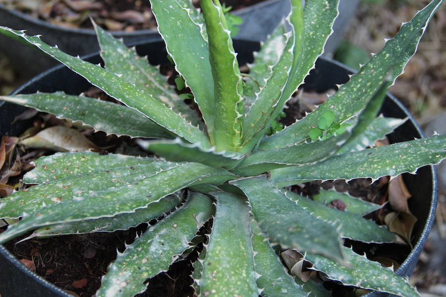 IMG 2041 סופת אבק