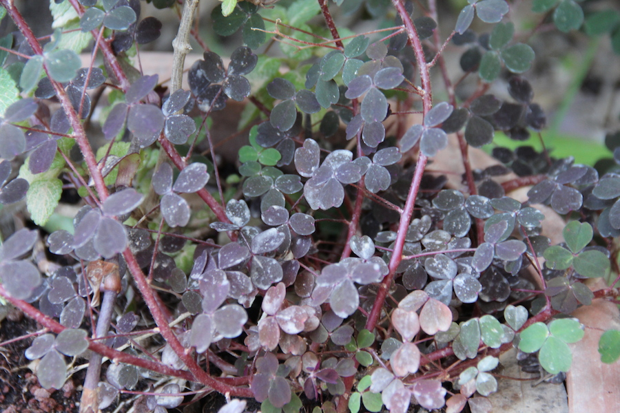 TO KEEP IMG 2043 סופת אבק