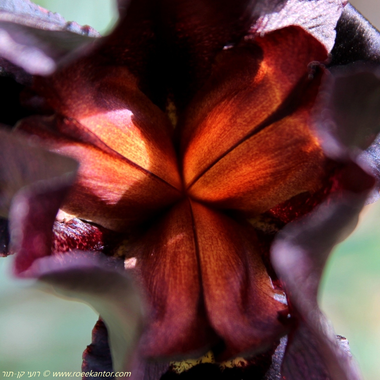 אירוס הארגמן Iris atropurpurea  569 רועי קן-תור 7