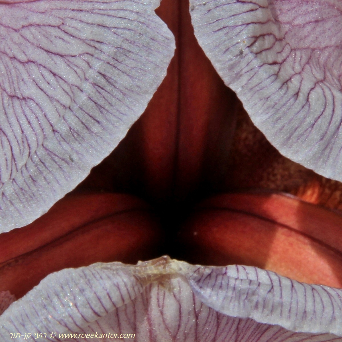 אירוס שומרוני Iris samariae  רועי קן-תור 569 0