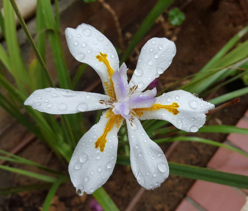 פרחים לשבת - טיפות גשם הנאחזות בפני הפרח