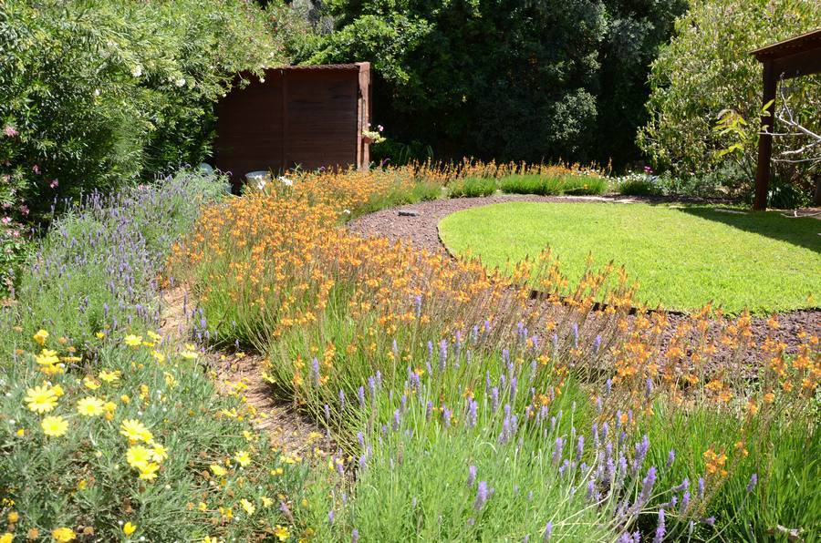 בולבין, חיפוי קרקע ואזוביון בגינה של תומר מרום