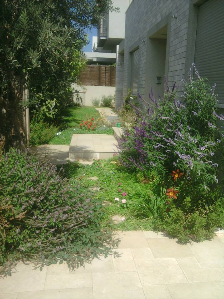 פריחה סגולה בצד השביל תומר מרום