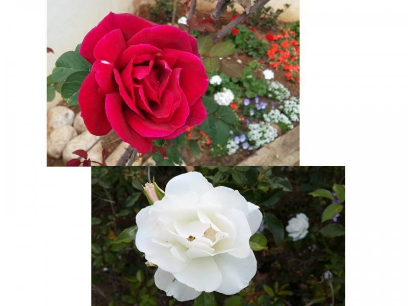 פרחים לשבת  - שני שושנים, אחד לבן שני אדום