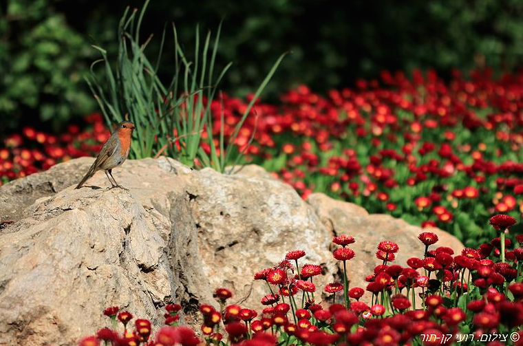  רועי קן-תור ציפור ופריחה אדומה גני רמת הנדיב  