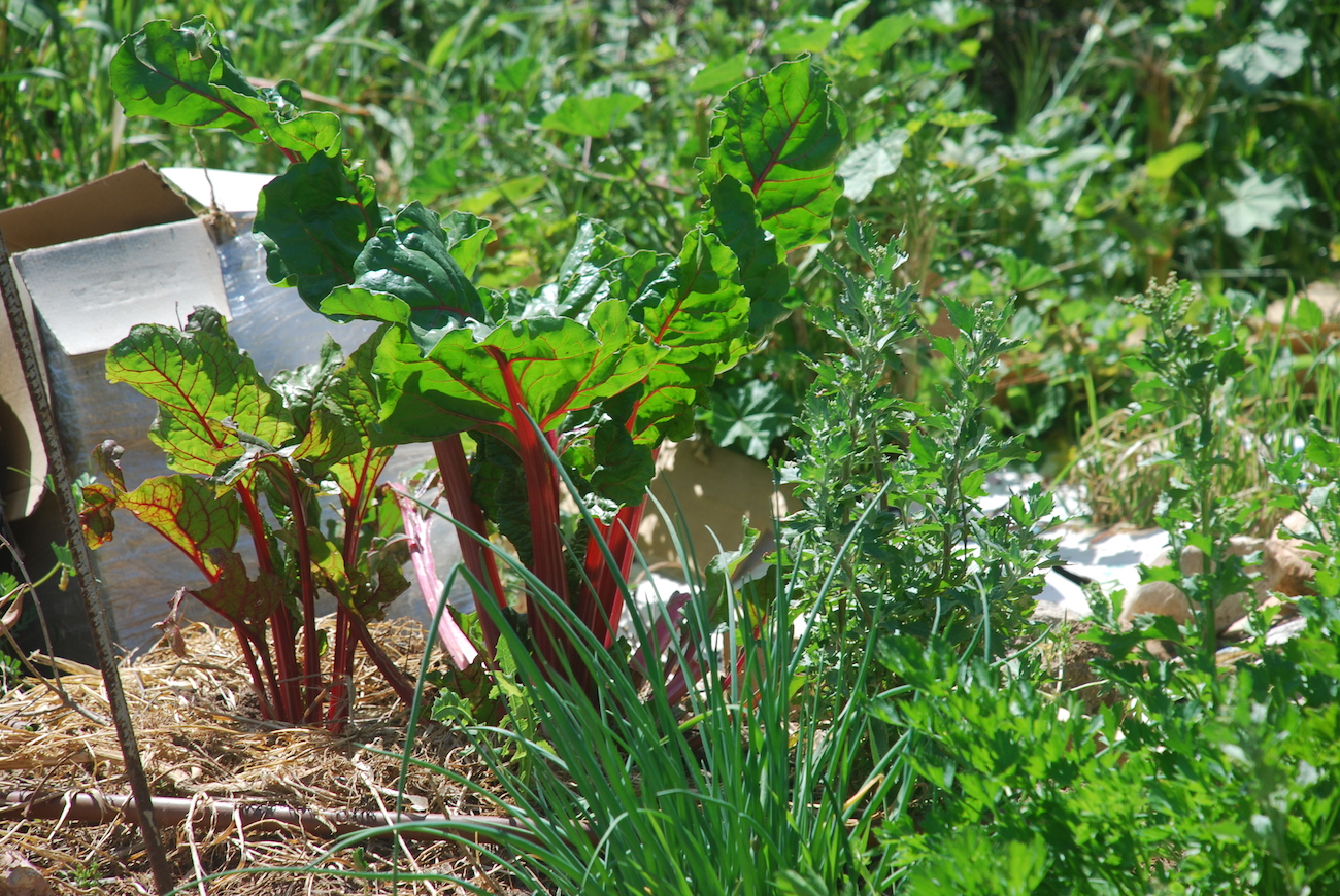 601 גינה קהילתית חווה ואדם