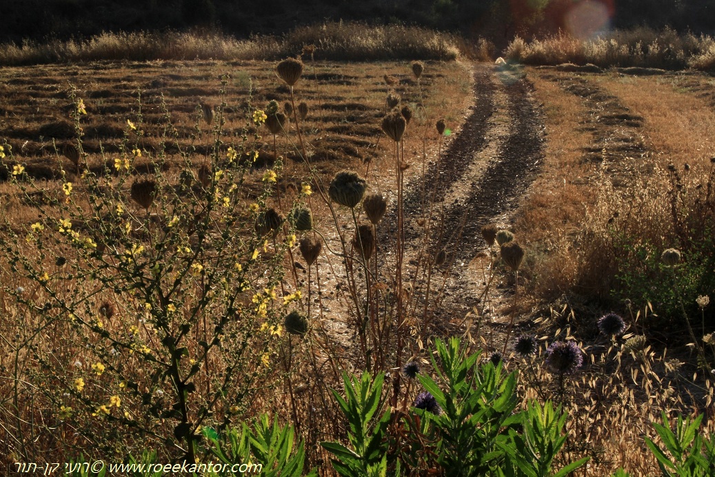 אל שביל הזהב