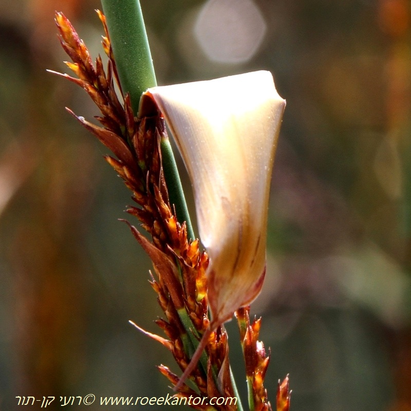 אלגיית המטאטאים, צילם רועי קן-תור אלגיית המטאטאים Elegia tectorum רועי קן-תור
