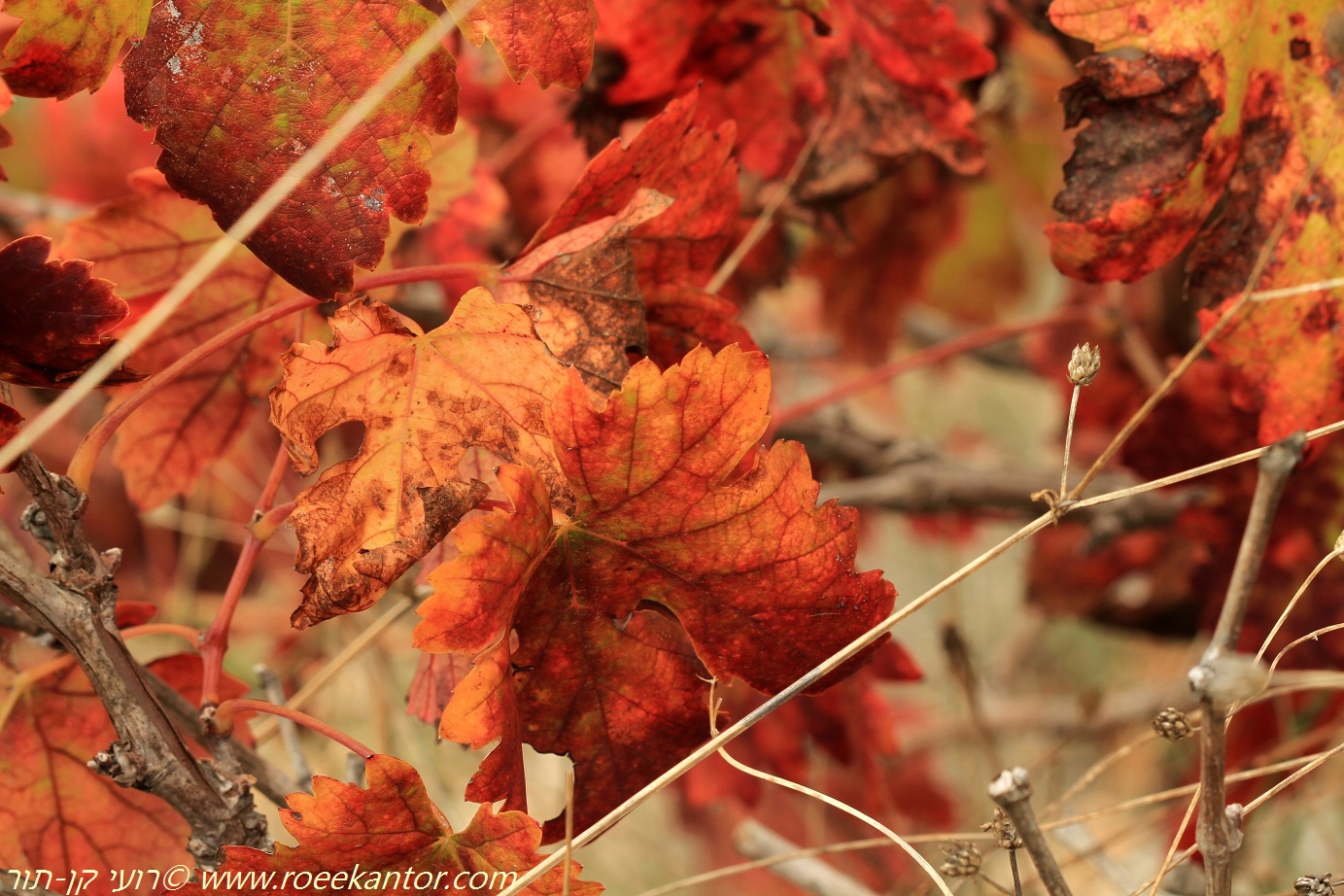 גפן היין, צילם רועי קן-תור גפן היין Vitis vinifera רועי קן-תור