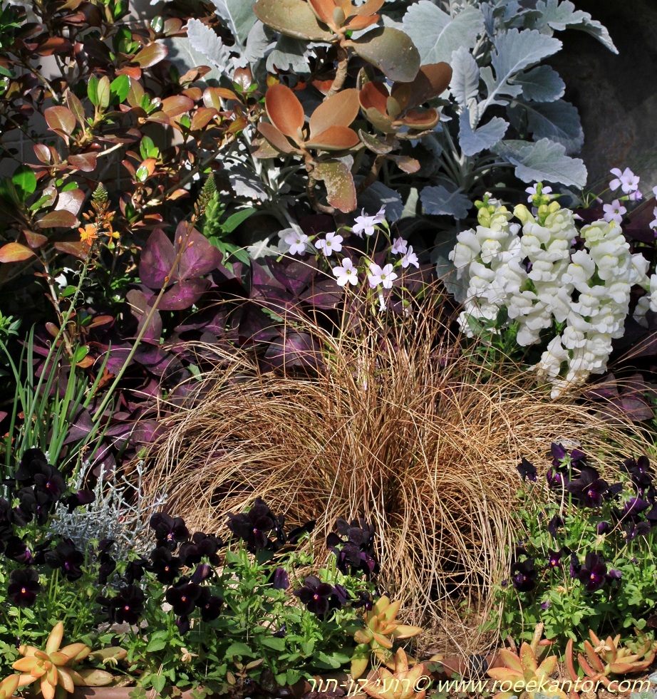 כריך פרגולי, צילם רועי קן-תור כריך פרגולי ומעליו ניצנית חלודה וקופרוסמה קופרשיין טובלים בסגול ולבן רועי קן-תור