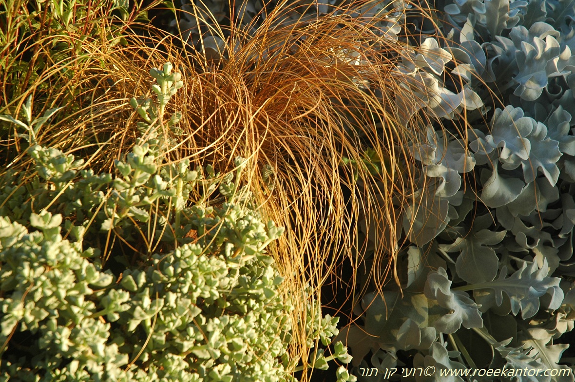 כריך קומנס ברונז פורם Carex comans Bronze Form בשילוב דרדר מאפיר ואוסקולריה דלתונית רועי קן-תור