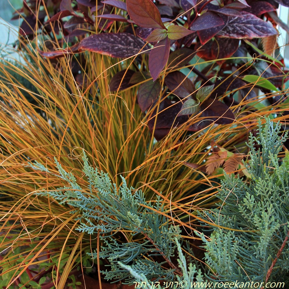 כריך קרומי, צילם רועי קן-תור כריך קרומי פררי פייר Carex testasea Prairie Fire בחברת ערער בלו קלאוד וביצן משונן רובי רועי קן-תור