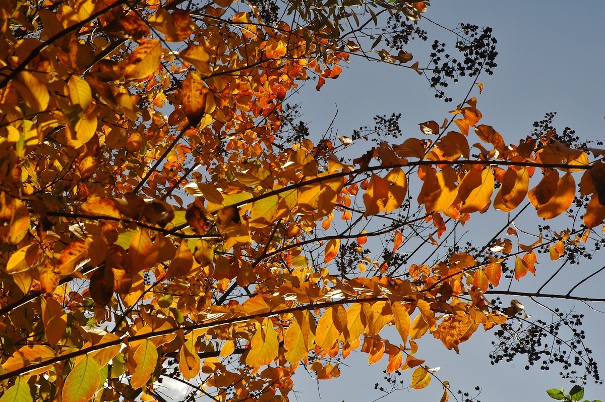 לגרסטרמיה, צילם רועי קן-תור לגרסטרמיה הודית Lagerstroemia indica רועי קן-תור