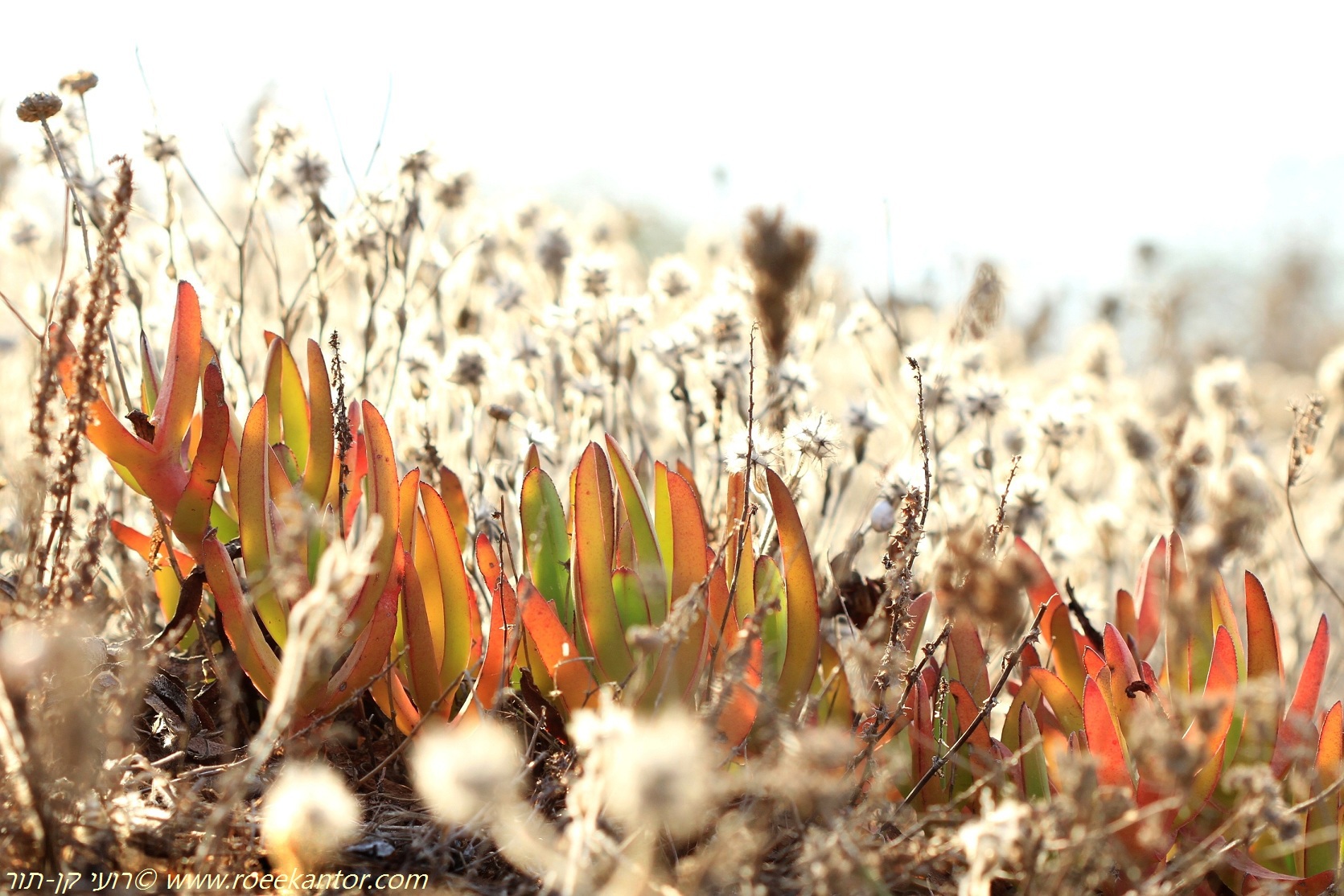 להבות, צילם רועי קן-תור להבות של אהל האצבעות על רקע עשבי הקיץ המזהיבים רועי קן-תור