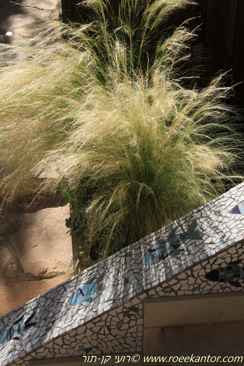 מלעניאל דקיק, צילם רועי קן-תור מלעניאל דקיק Stipa tenuissima רועי קן-תור