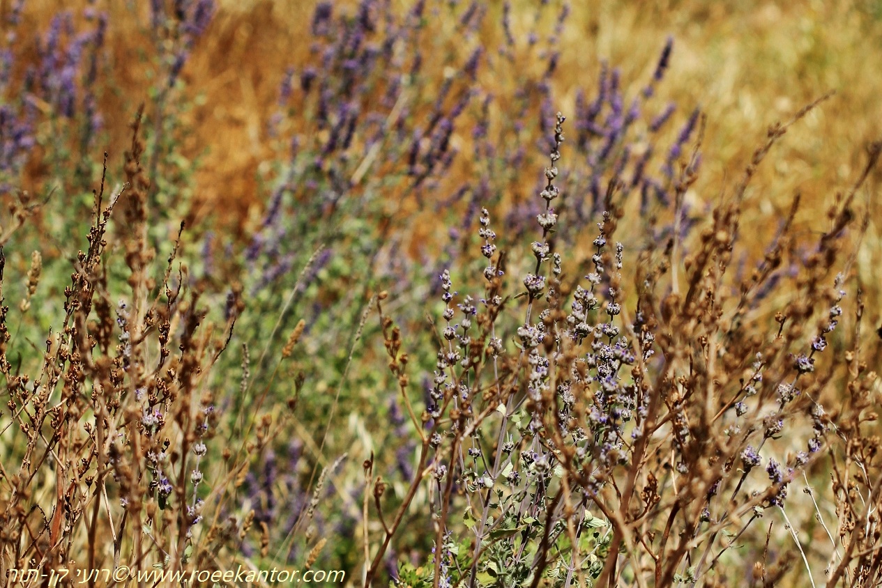 ניגודיות מושלמת- נפית כפופה עטופה בזהב ניגודיות מושלמת- נפית כפופה עטופה בזהב רועי קן-תור