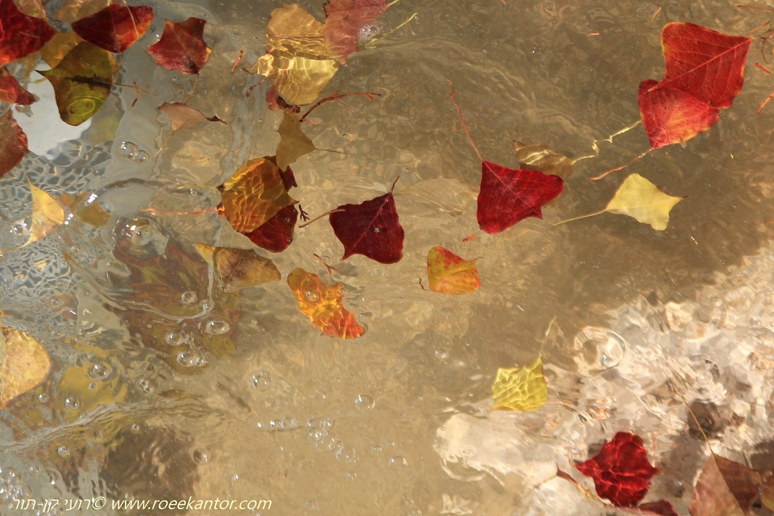 ספיון השעוה, צילם רועי קן-תור ספיון השעוה Sapium sebiferum רועי קן-תור