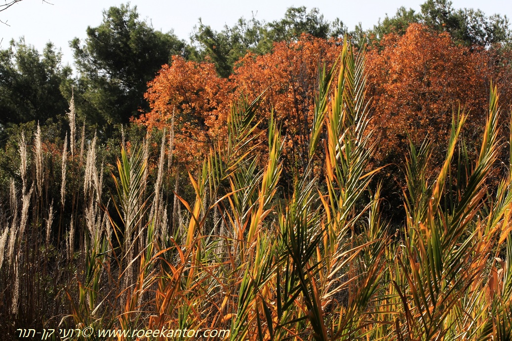 עבקנה, צילם רועי קן-תור עבקנה שכיח ותפרחות קנה סוכר גבוה על רקע אלה אי- סתיו בגן הבוטני אונ תא רועי קן-תור