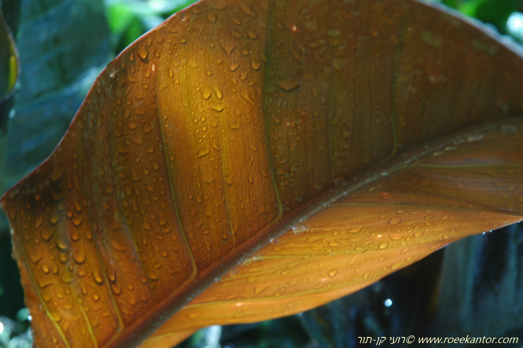 פילודנדרום ׳רובי׳, צילם רועי קן-תור פילודנדרום רובי Philodendron Rubi רועי קן-תור