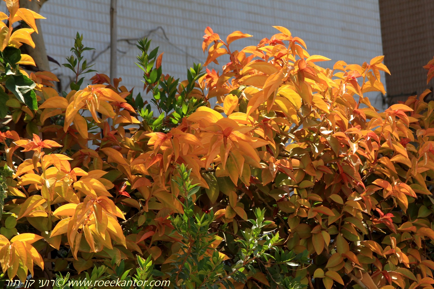 פרסקיה שיחנית ססגונית, צילם רועי קן-תור פרסקיה שיחנית ססגונית Pereskia aculeata Godseffiana רועי קן-תור