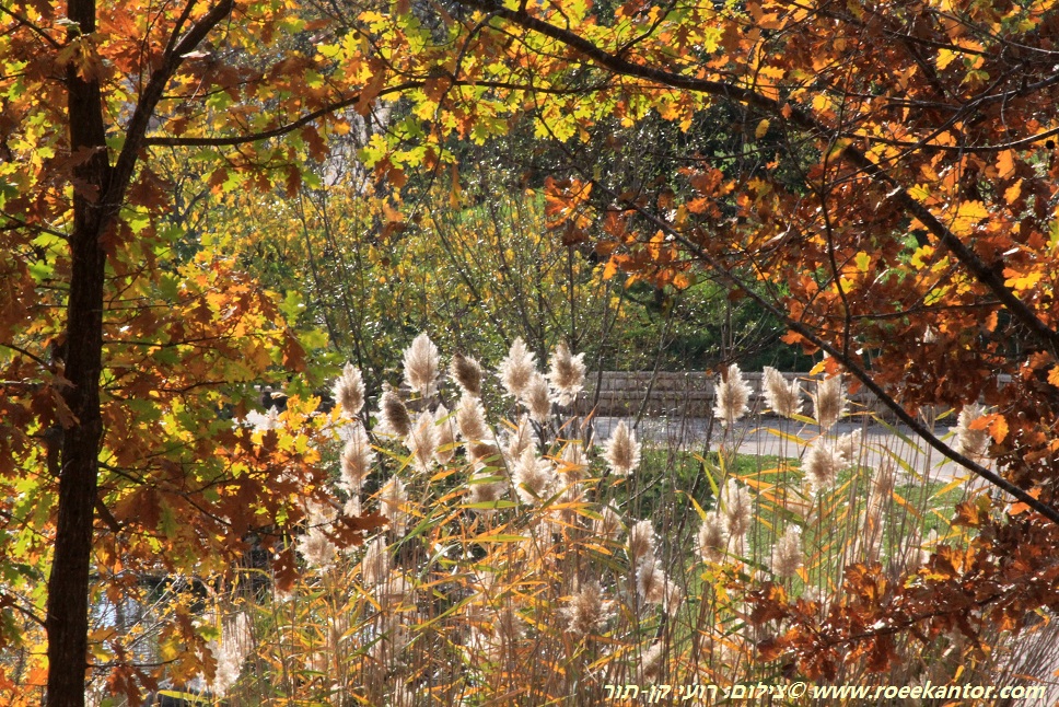 צבעי סתיו בגן הבוטני בגבעת רם- אלונים ותפרחות קנה מצוי