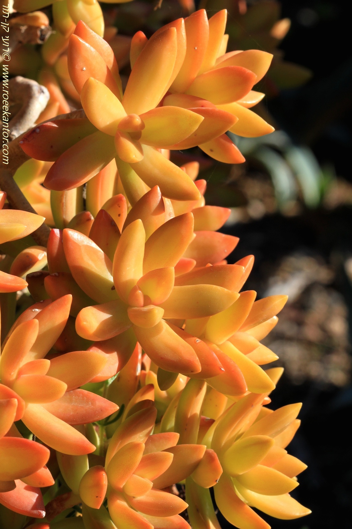 צורית נוסבאומר, צילם רועי קן-תור צורית נוסבאומר Sedum nussbaumerianum רועי קן-תור