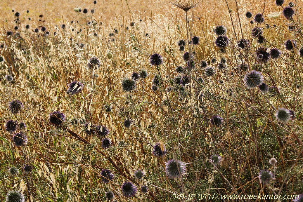 ראשי קיפודן כחולים, צילם רועי קן-תור ראשי קיפודן כחולים בתוך ים השיבולים שמסביב רועי קן-תור