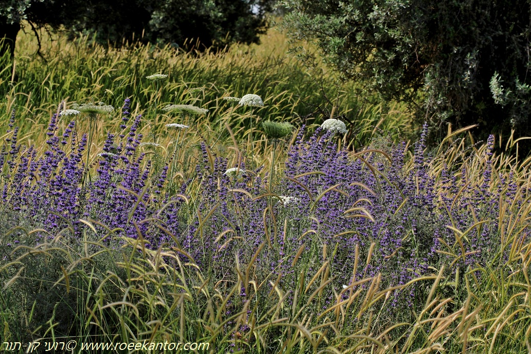 שלהי האביב, צילם רועי קן-תור שלהי האביב- שעתה היפה של ארצנו רועי קן-תור
