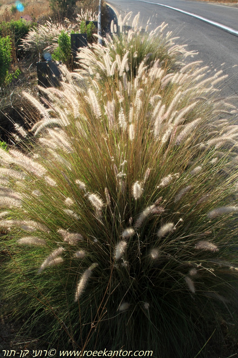 שלוה ליושבי הפקק- זיף-נוצה מחוספס לצידי הכביש