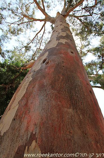 Eucalyptus camaldulensis איקליפטוס המקור רועי קן-תור