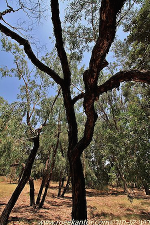 Eucalyptus microtheca איקליפטוס מיקרותקה רועי קן-תור