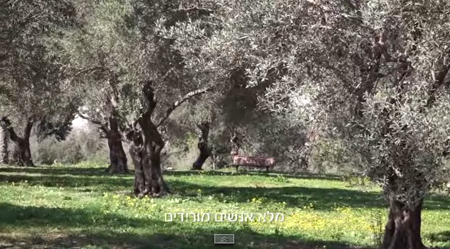 גינון ציבורי בכרמיאל דבי לרר