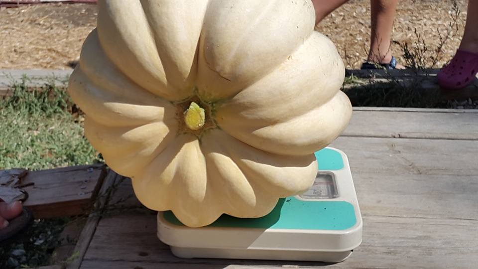 הדלעת או הילדים מי יותר כבד 613