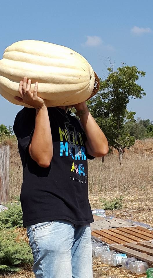 הדלעת או הילדים מי יותר כבד 613