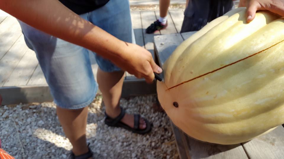 הדלעת או הילדים מי יותר כבד 613