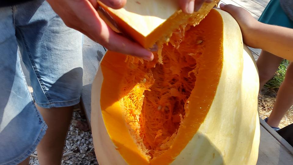 הדלעת או הילדים מי יותר כבד 613