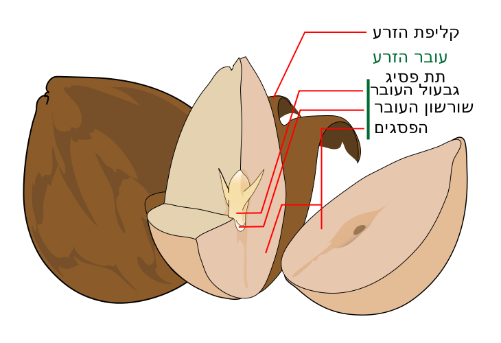   חלקי הזרע מודגמים בזרע אבוקדו 730px-Avocado seed diagram-HE.svg
