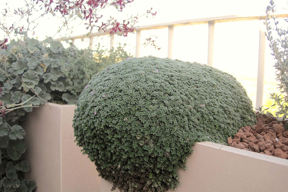 צילם: יאיר פקר בת קורנית זוחלת אלפין יאיר פקר