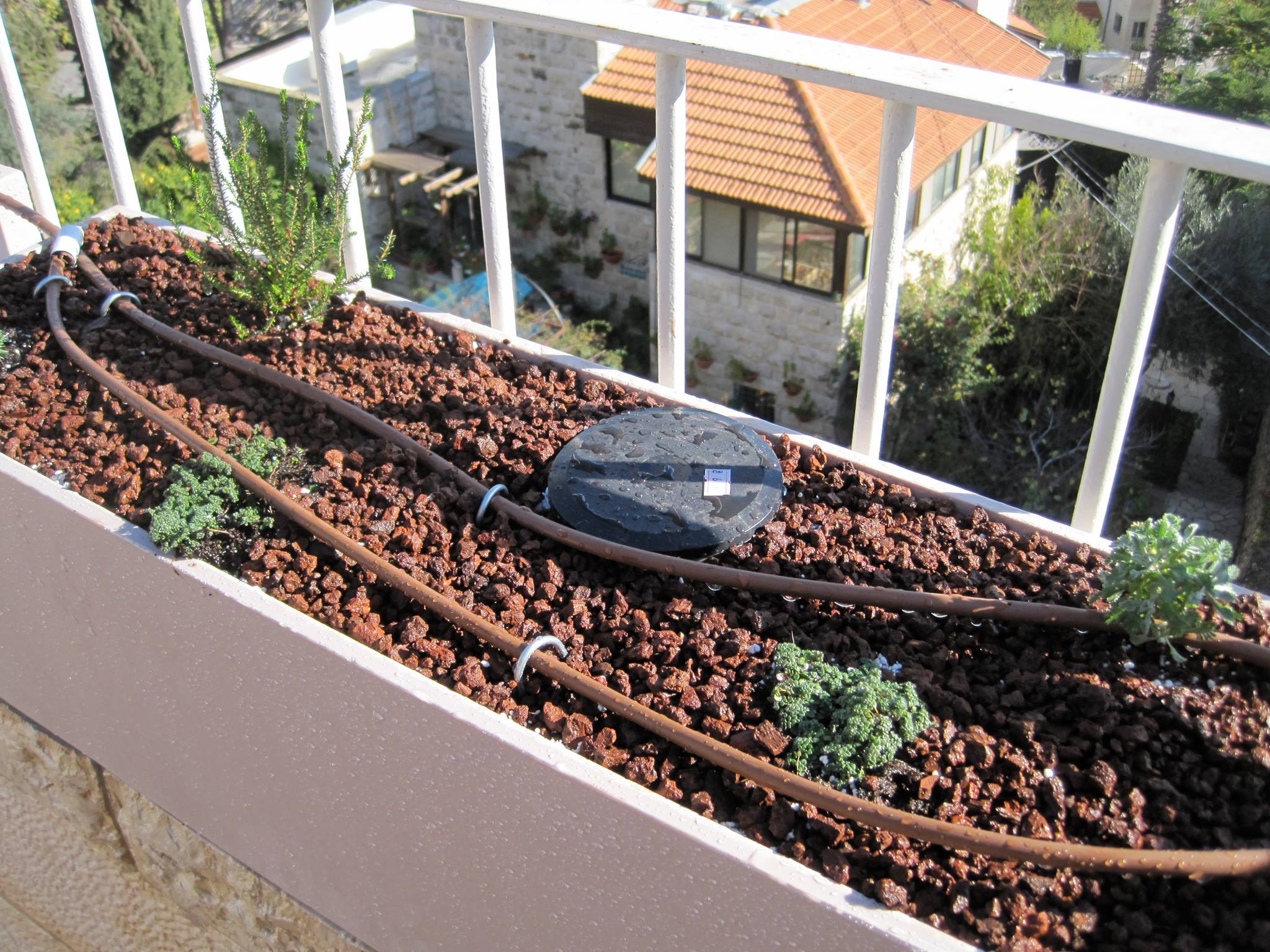 צילם: יאיר פקר יאיר פקר בת קורנית זוחלת