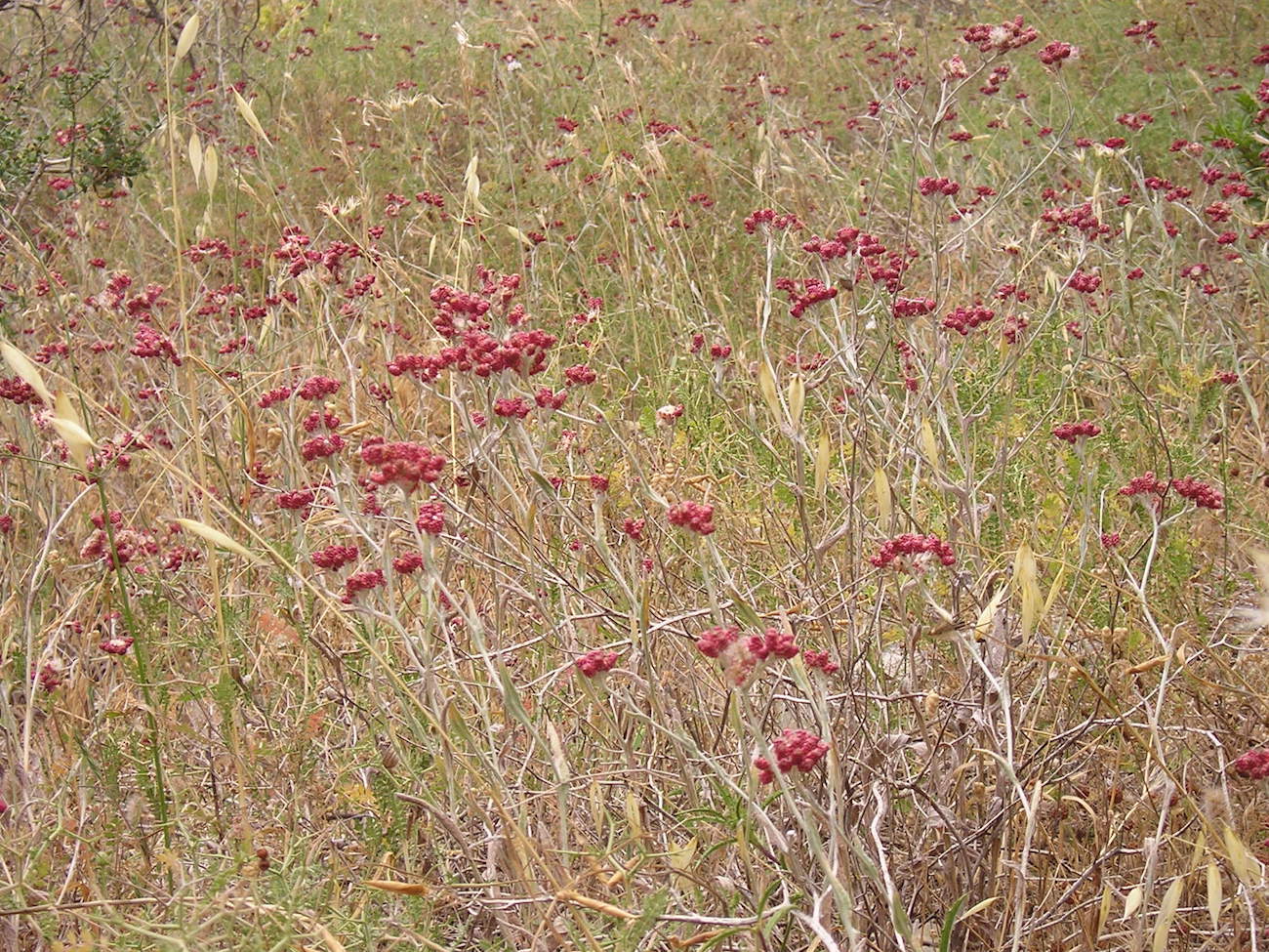 דם המכבים שדה