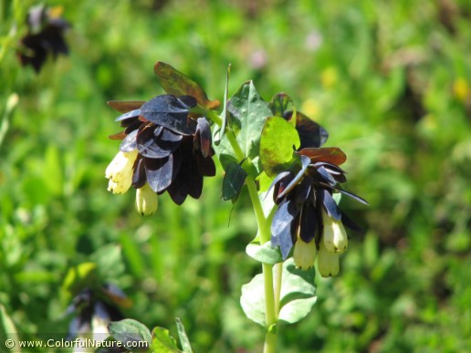 Cerinthe Palaestina-m