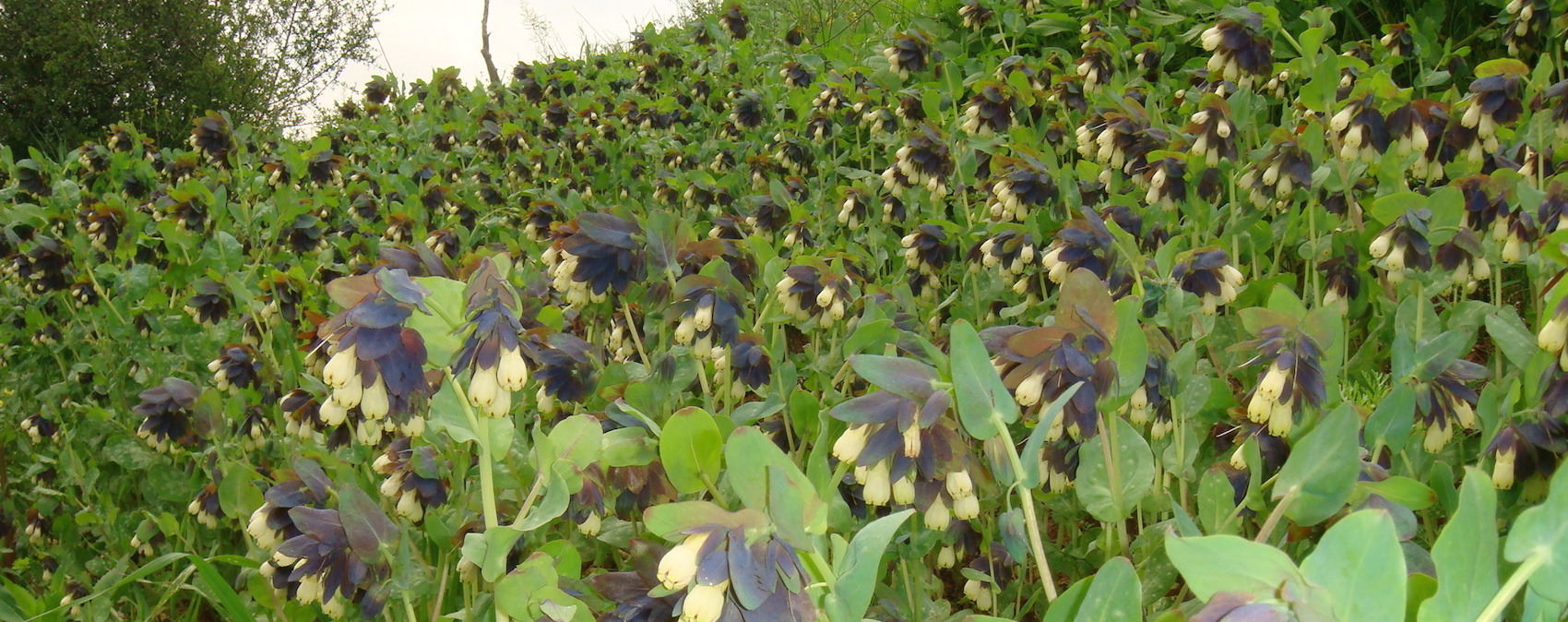 דונגית ארץ ישראלית 2