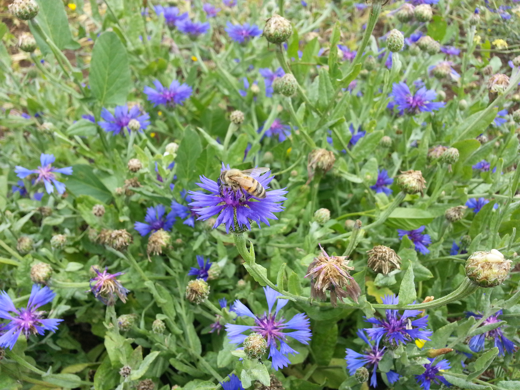 דרדר כחול והדבורה 1247