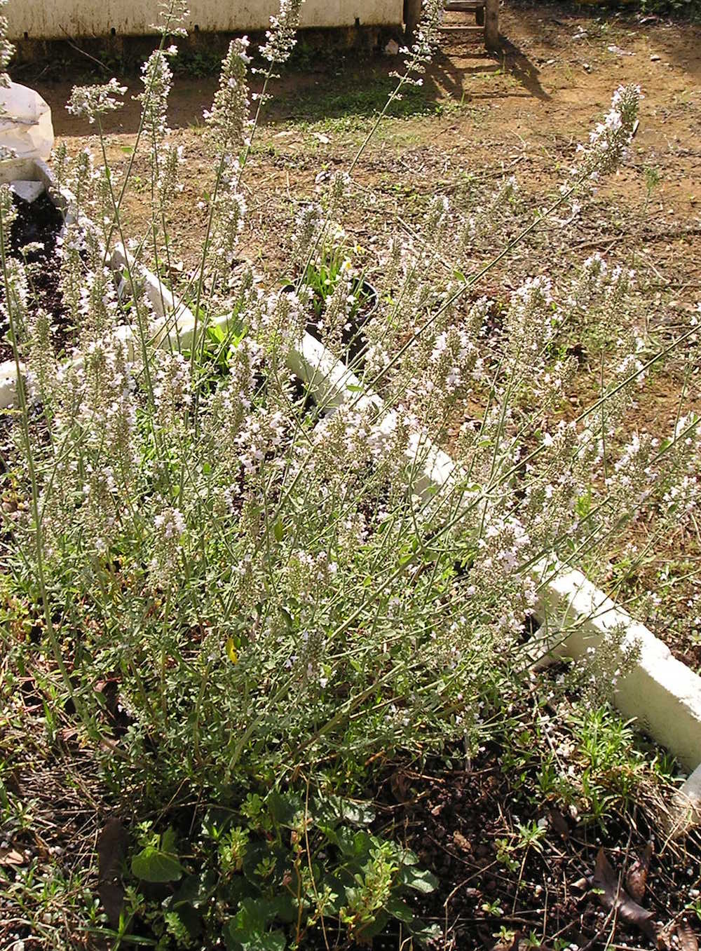 זוטה לבנה שתיל בפריחה