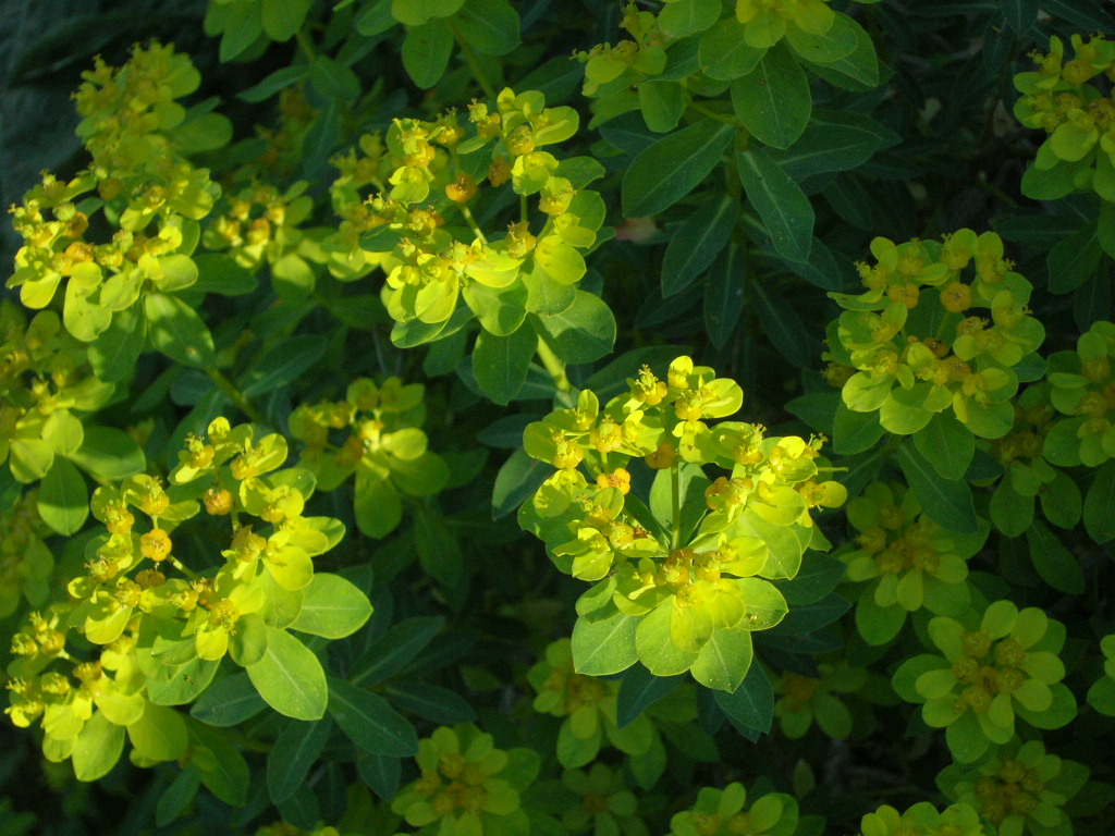 Euphorbia hierosolymitania