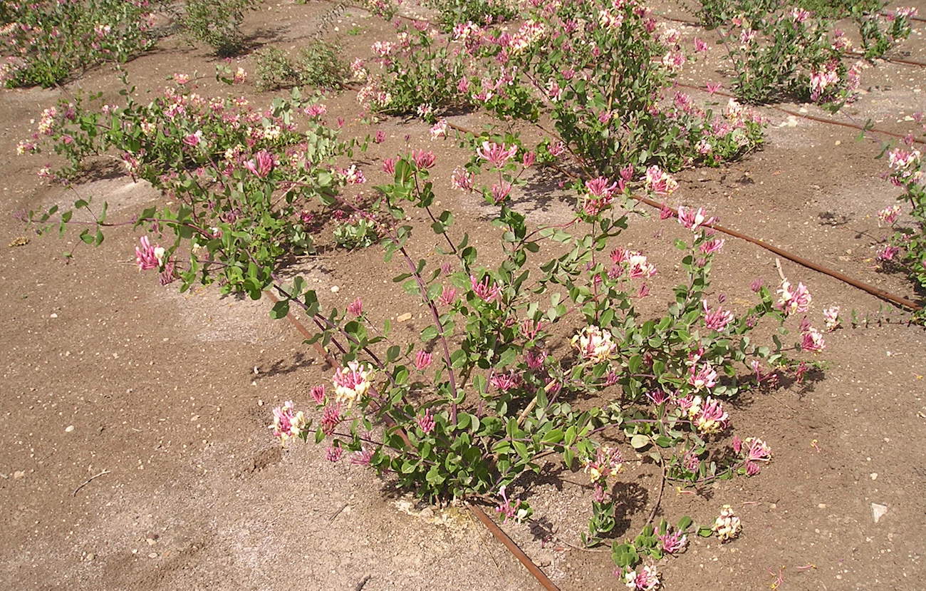יערה איטלקית חוצה 2