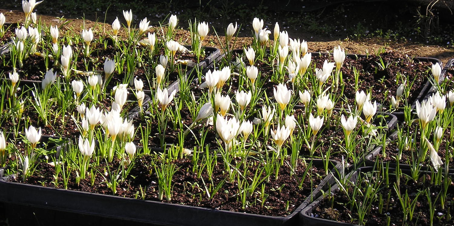 כרכום חורפי 11