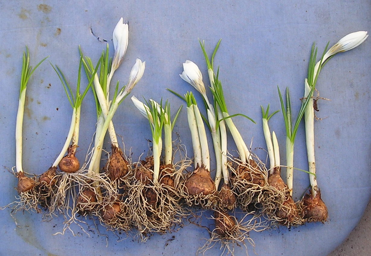 כרכום חורפי 12