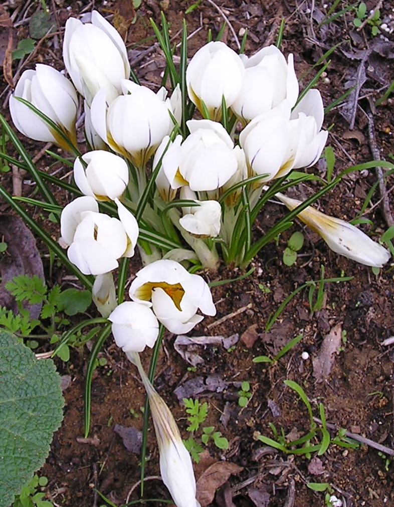 כרכום חורפי 3